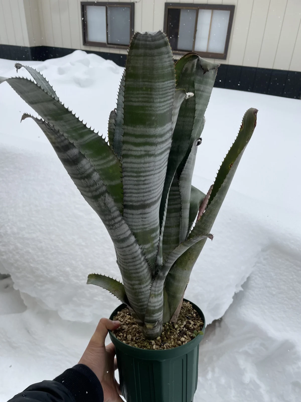 ビルベルギア　スキーピースリー