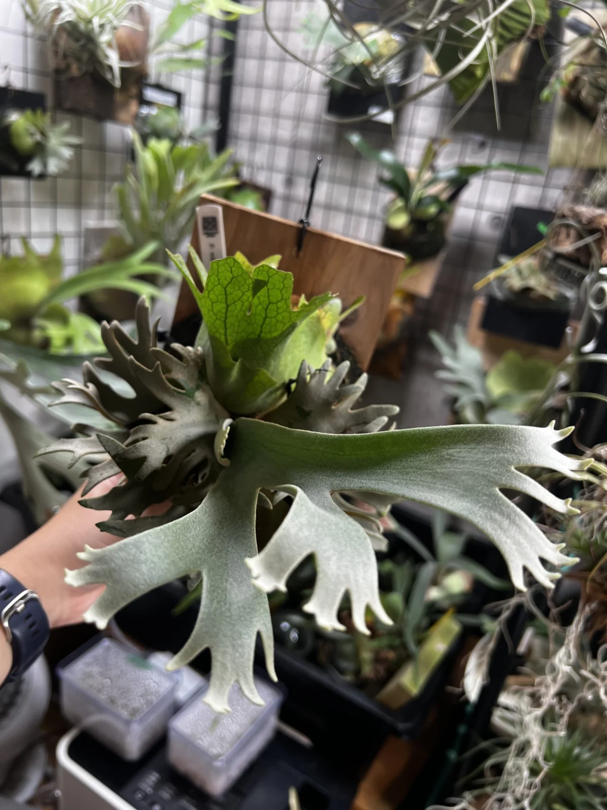 ビカクシダ　OMG スポア