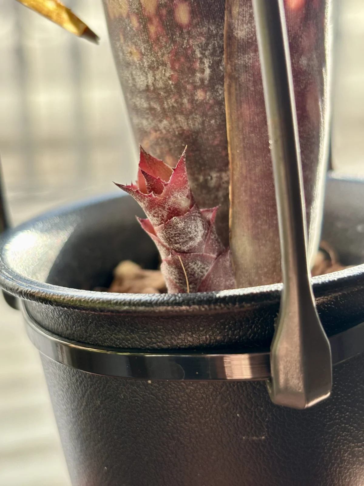 ビルベルギア/ダースベイダー子株