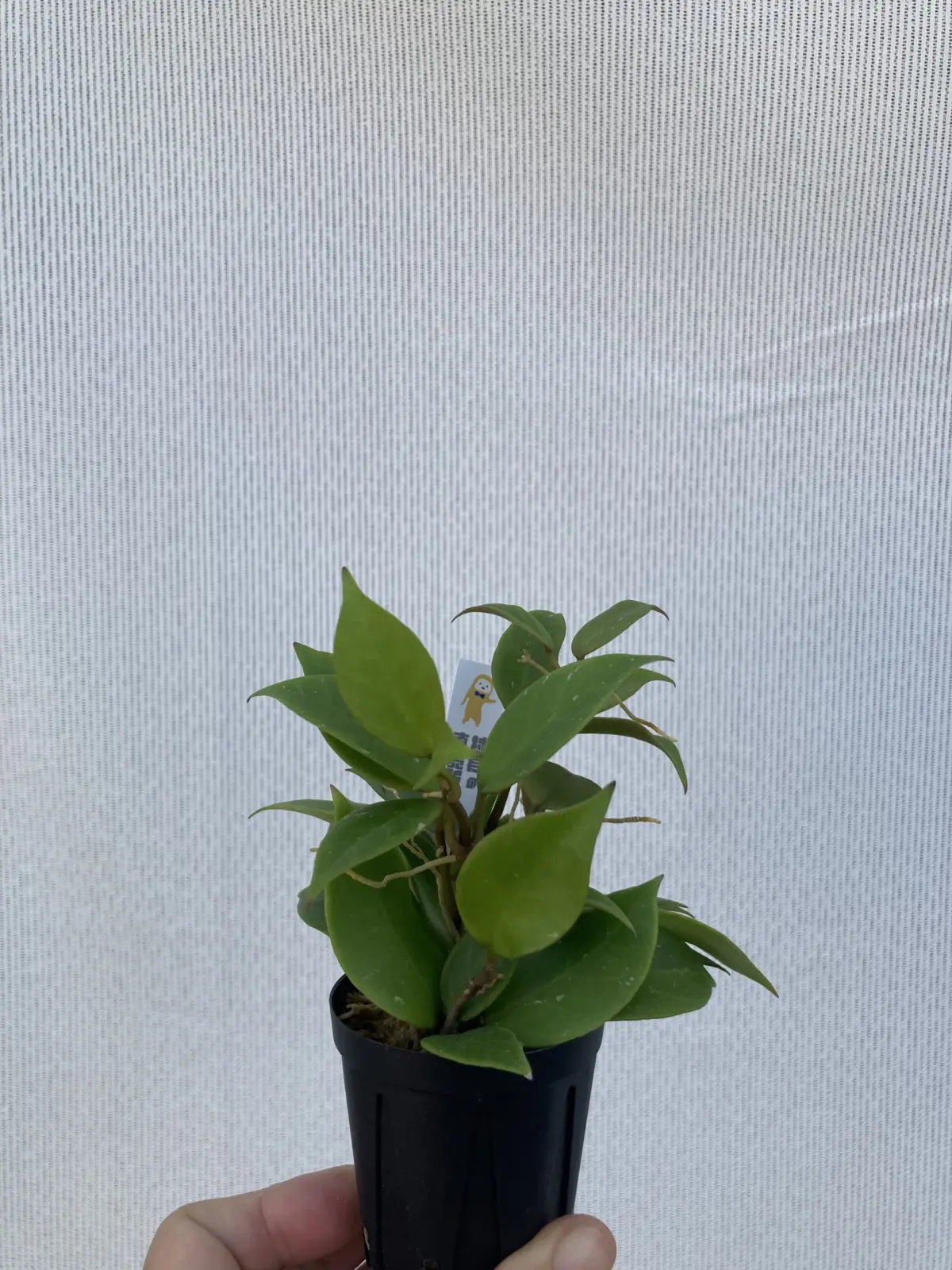 ホヤ オブスクラ