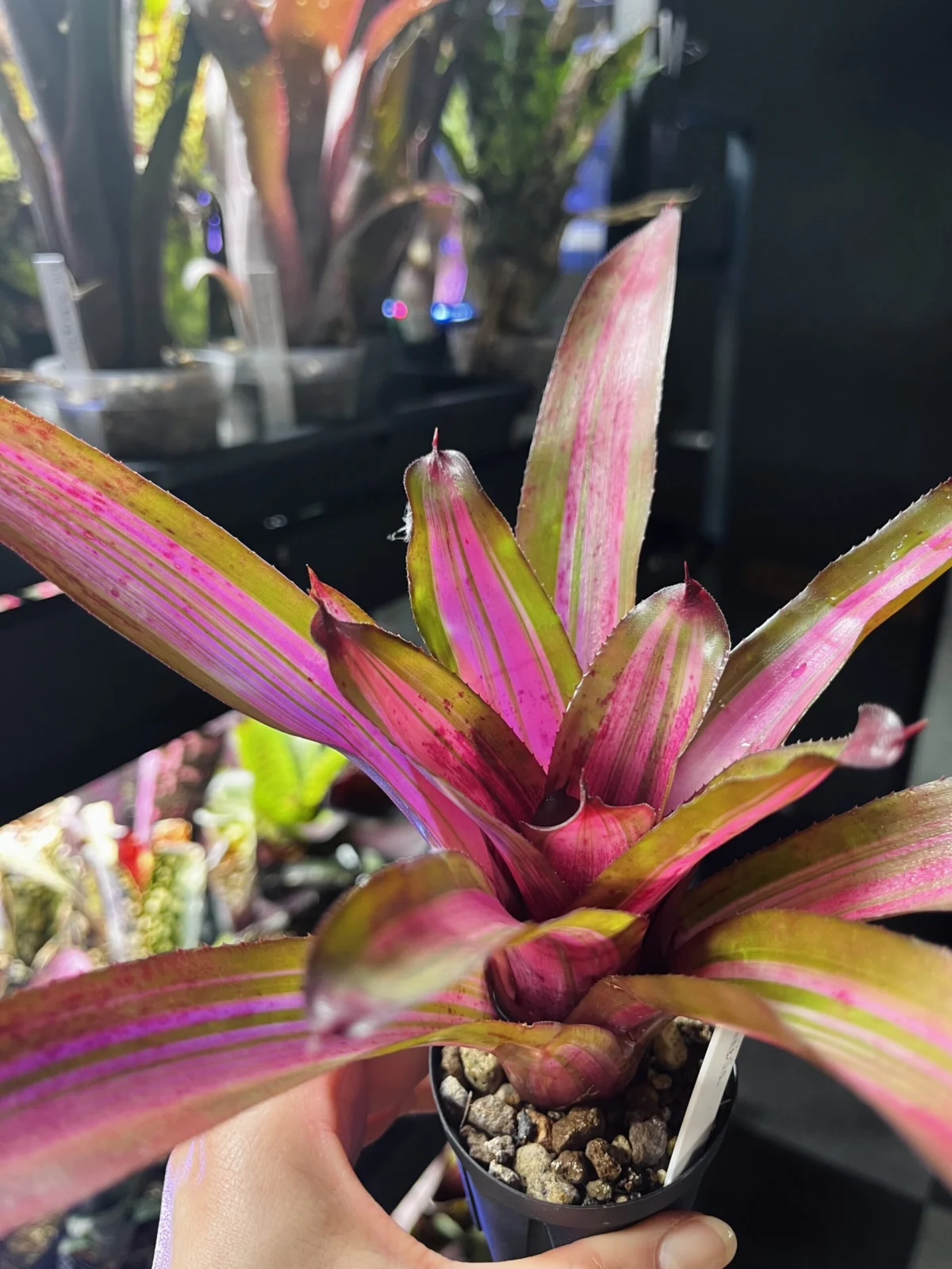 ネオレゲリア　アムネシア　