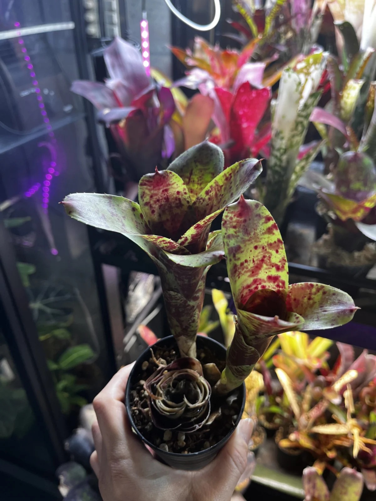 ネオレゲリア　ラズベリーマフィン　親切り落とし