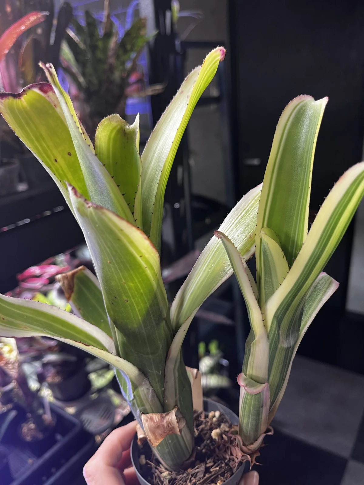 エクメア　ヌディカウリス　斑入り