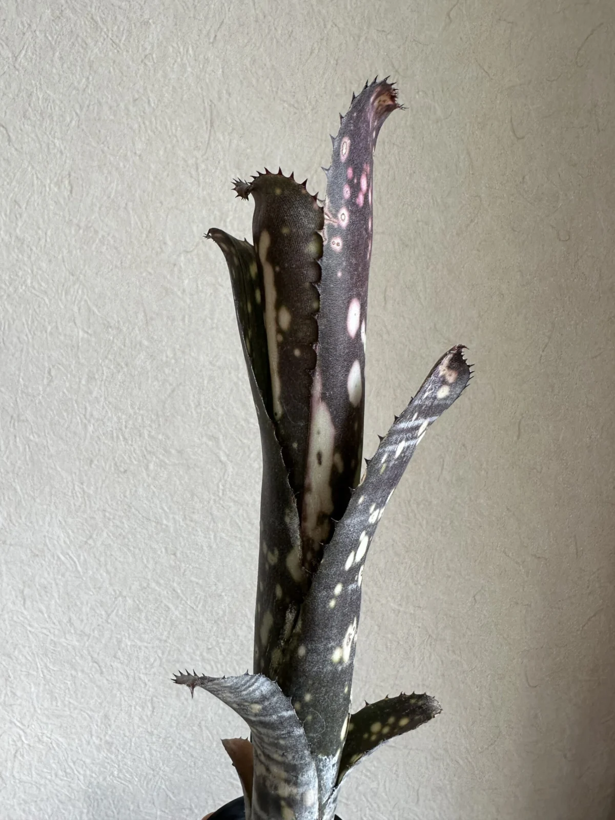 ビルベルギア　メリーモナーク