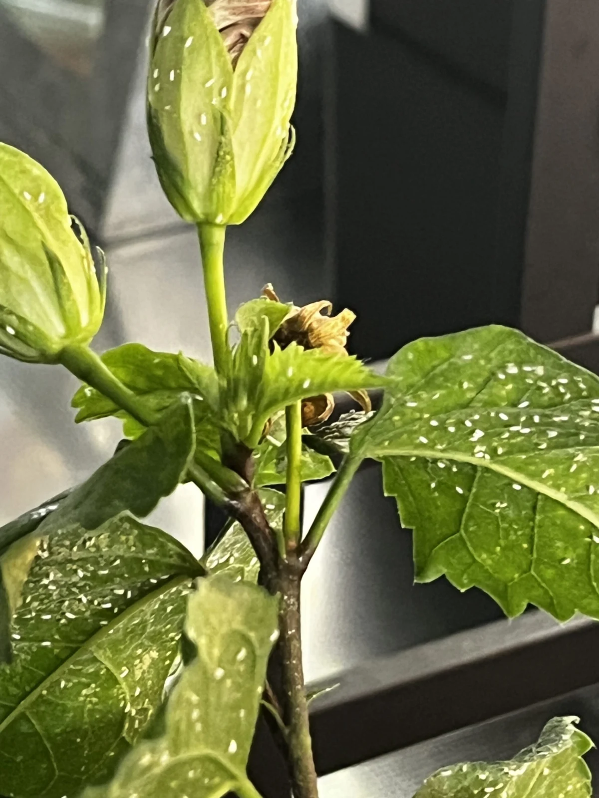 ハイビスカス　害虫　コナジラミ？