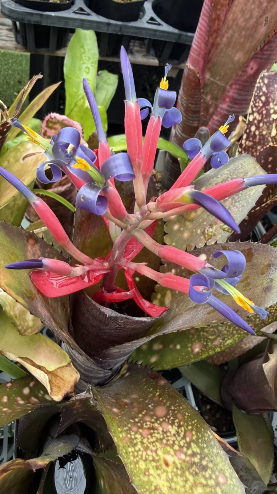 ビルベルギア スモークスタック 開花