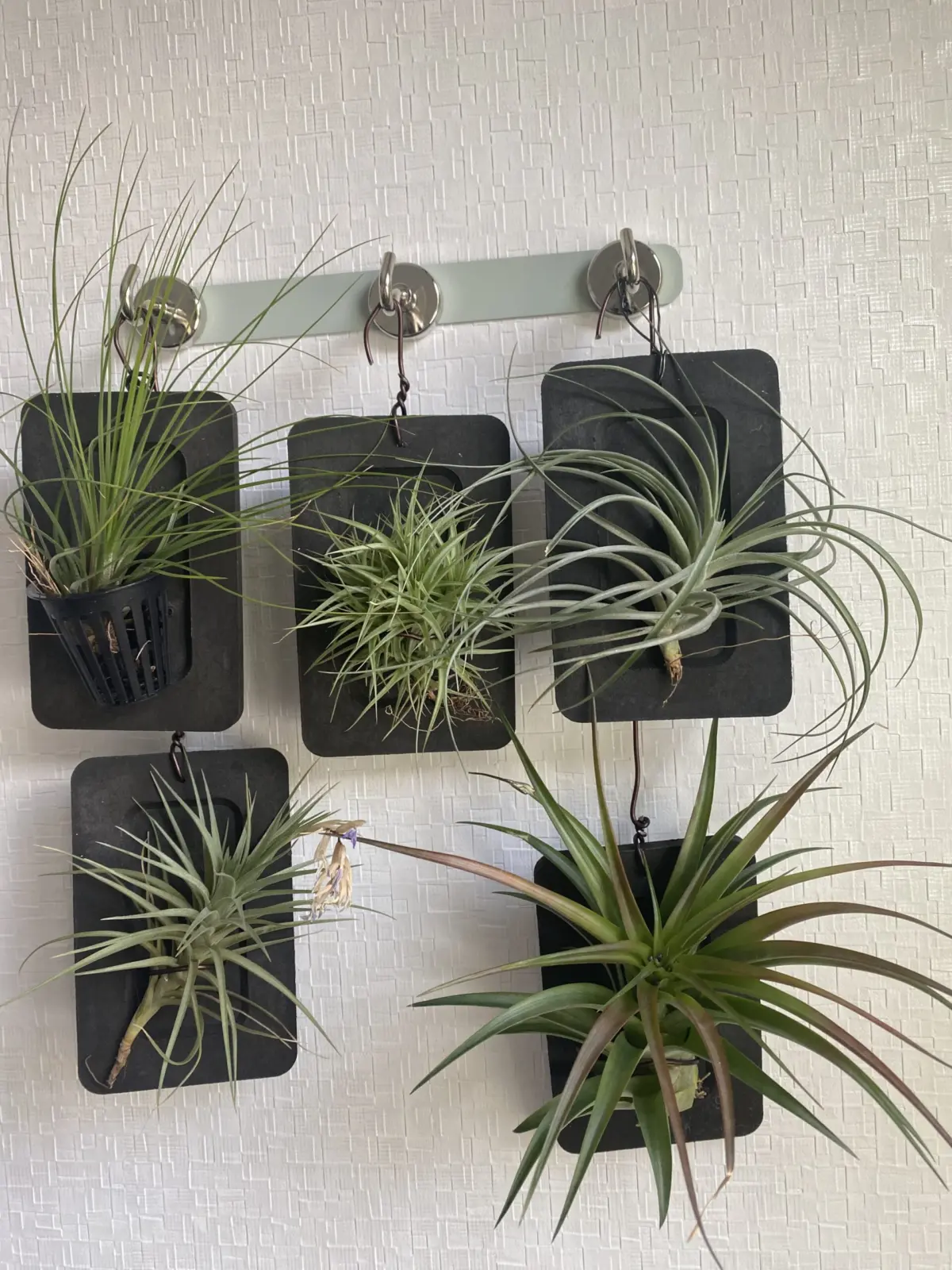 ティランジア　般若さんのお片づけ箱