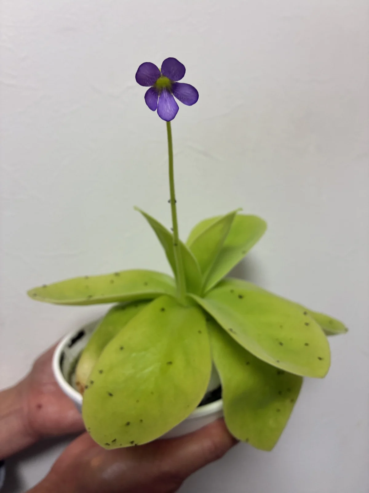 ムシトリスミレ　ギガンティア