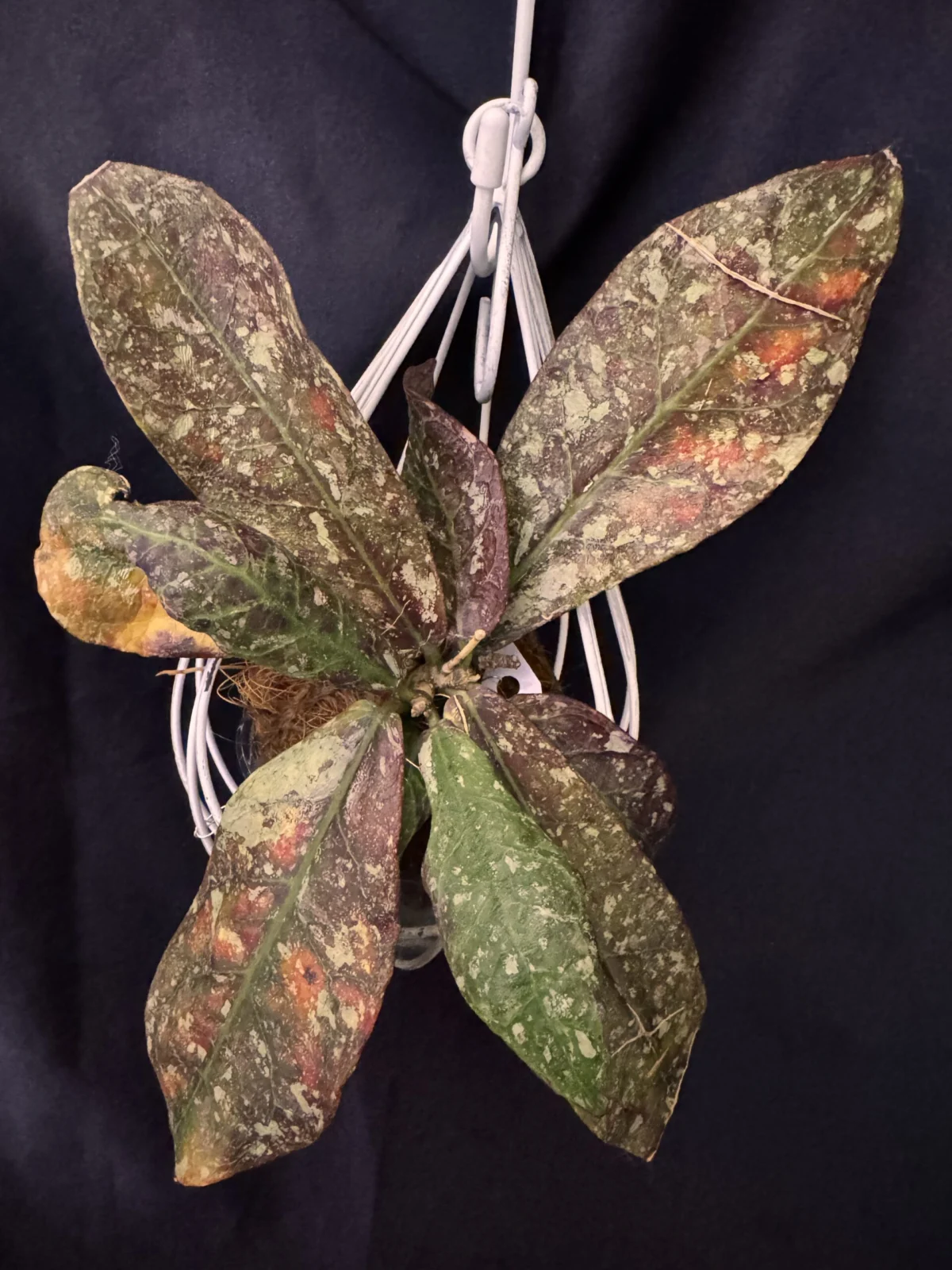 ホヤ　ブントケンシス　葉の斑点