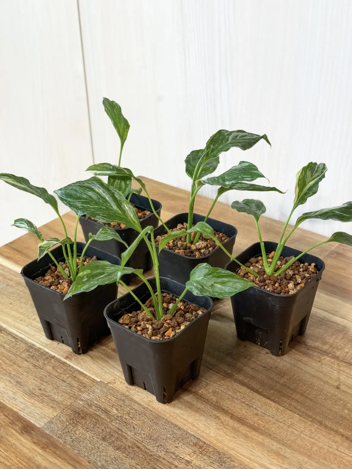 スパティフィラム　ドミノ　子株