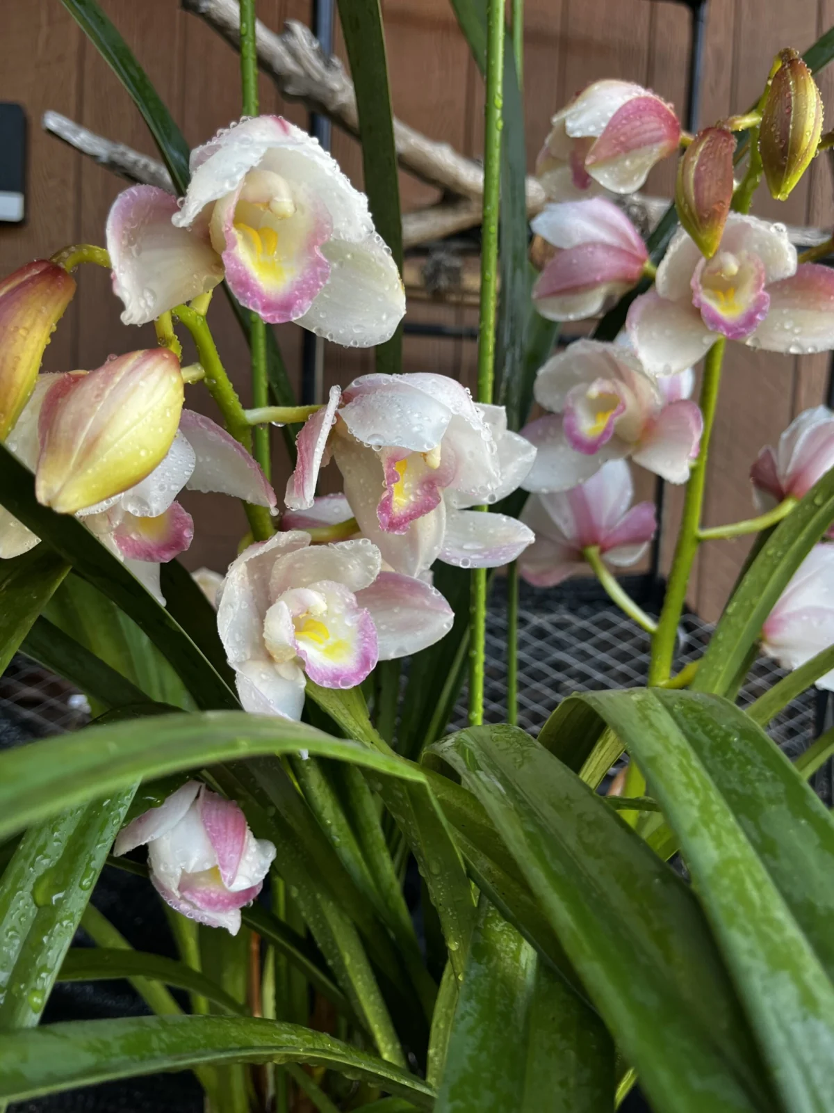 シンビジウム　きまぐれビーナス