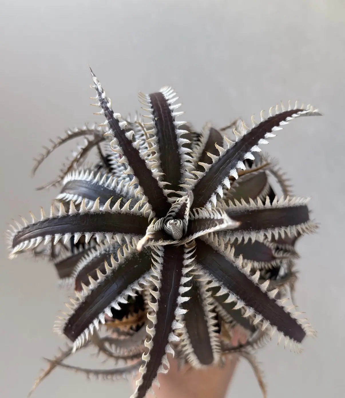 ディッキア オブシディアン