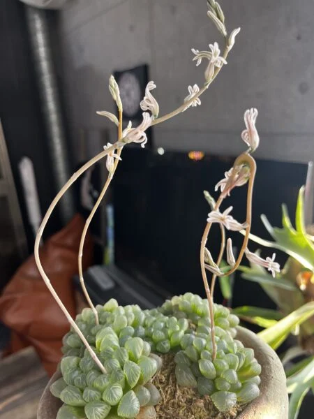 ハオルチア　オブツーサ　花