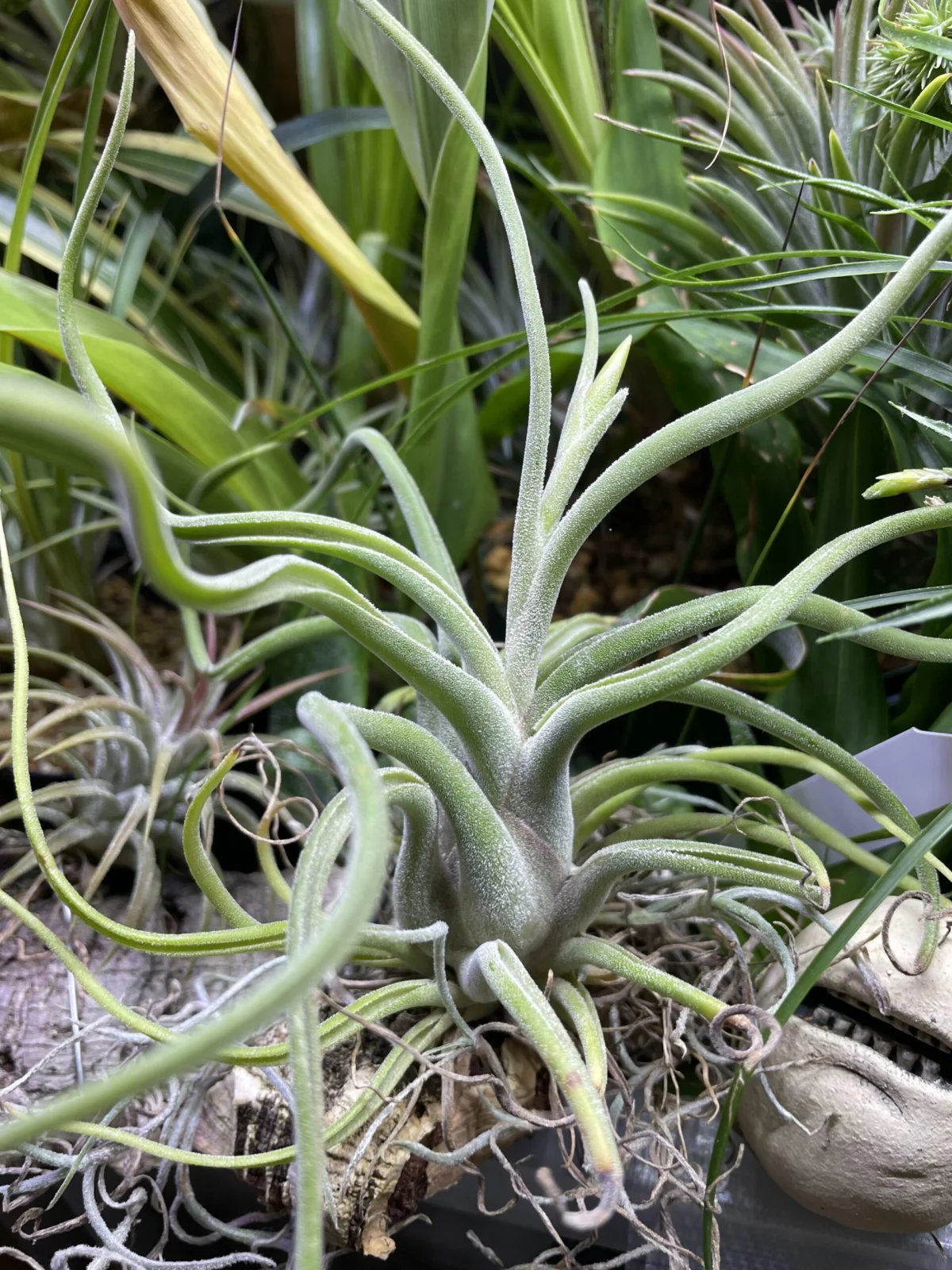 ティランジア　カプトメデューサエ　花芽