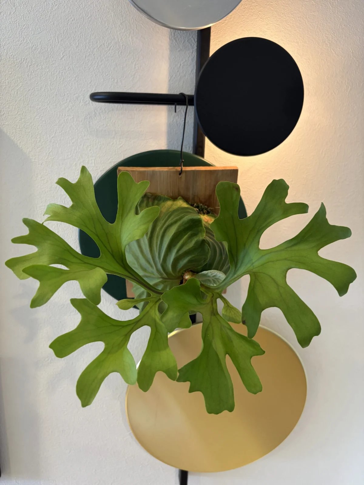 ビカクシダ　リドレイ