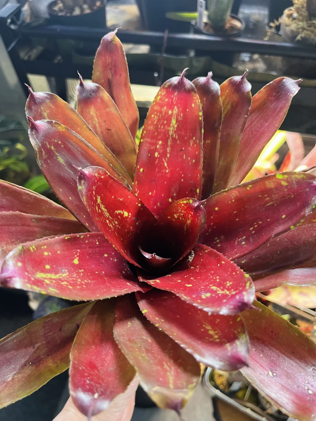 ネオレゲリア　ジェーンズエヴァン