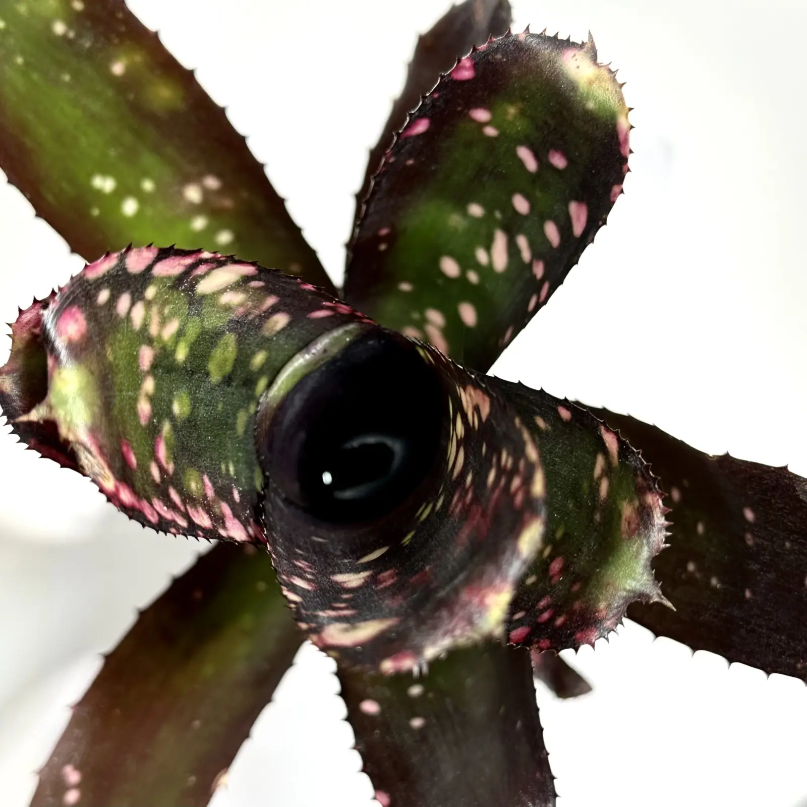 ビルベルギア　スモークスタック