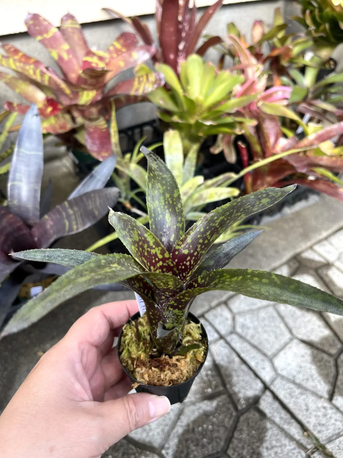 ネオレゲリア　ドミノ