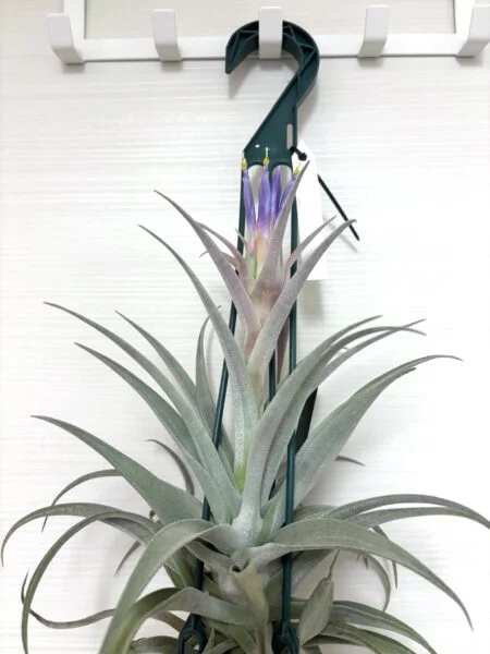 ティランジア　ホンジュレンシス風ハリシー　花