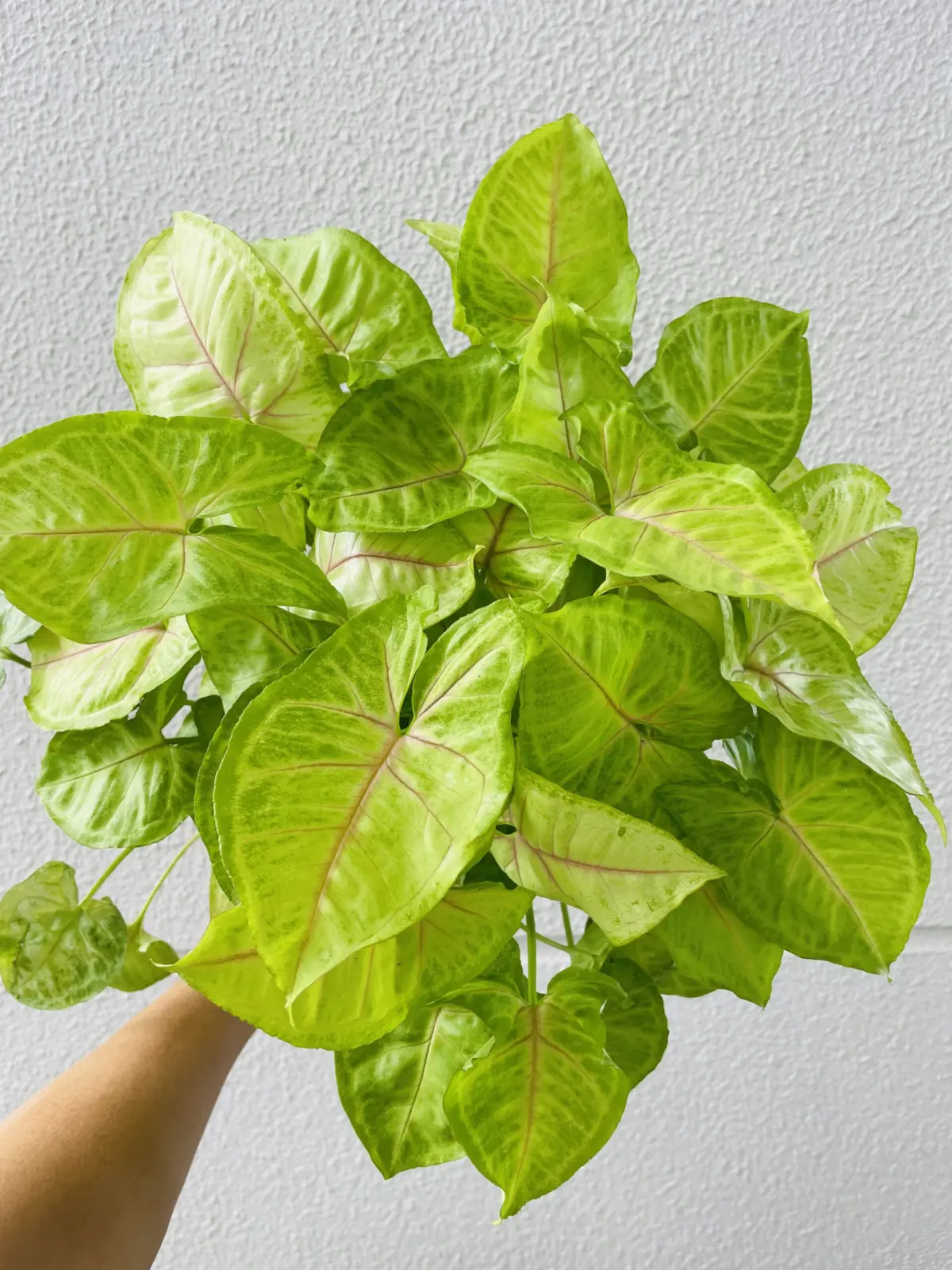 シンゴニウム　ダイソー　100均