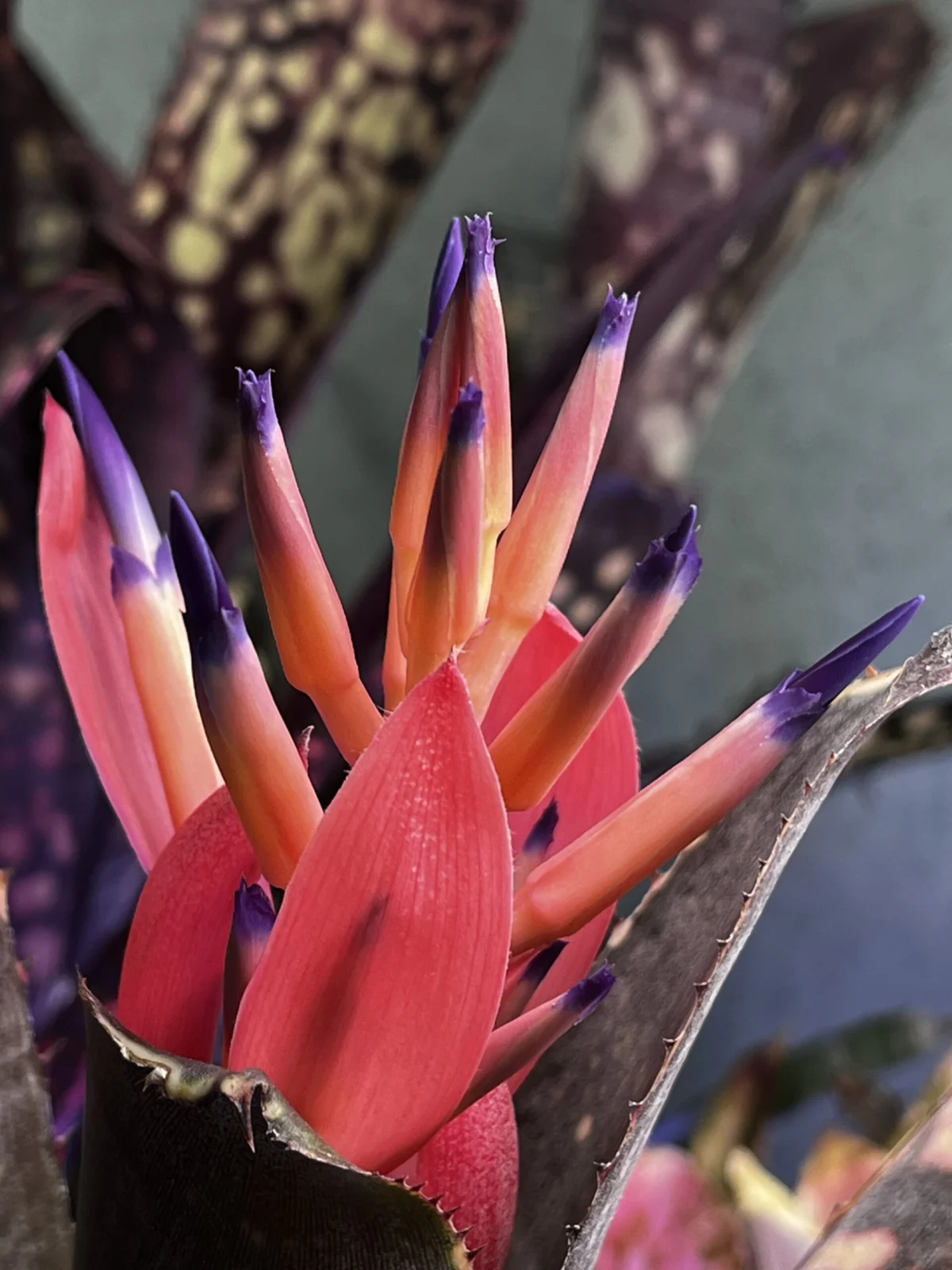 ビルベルギア　コーランダルメシアン　花