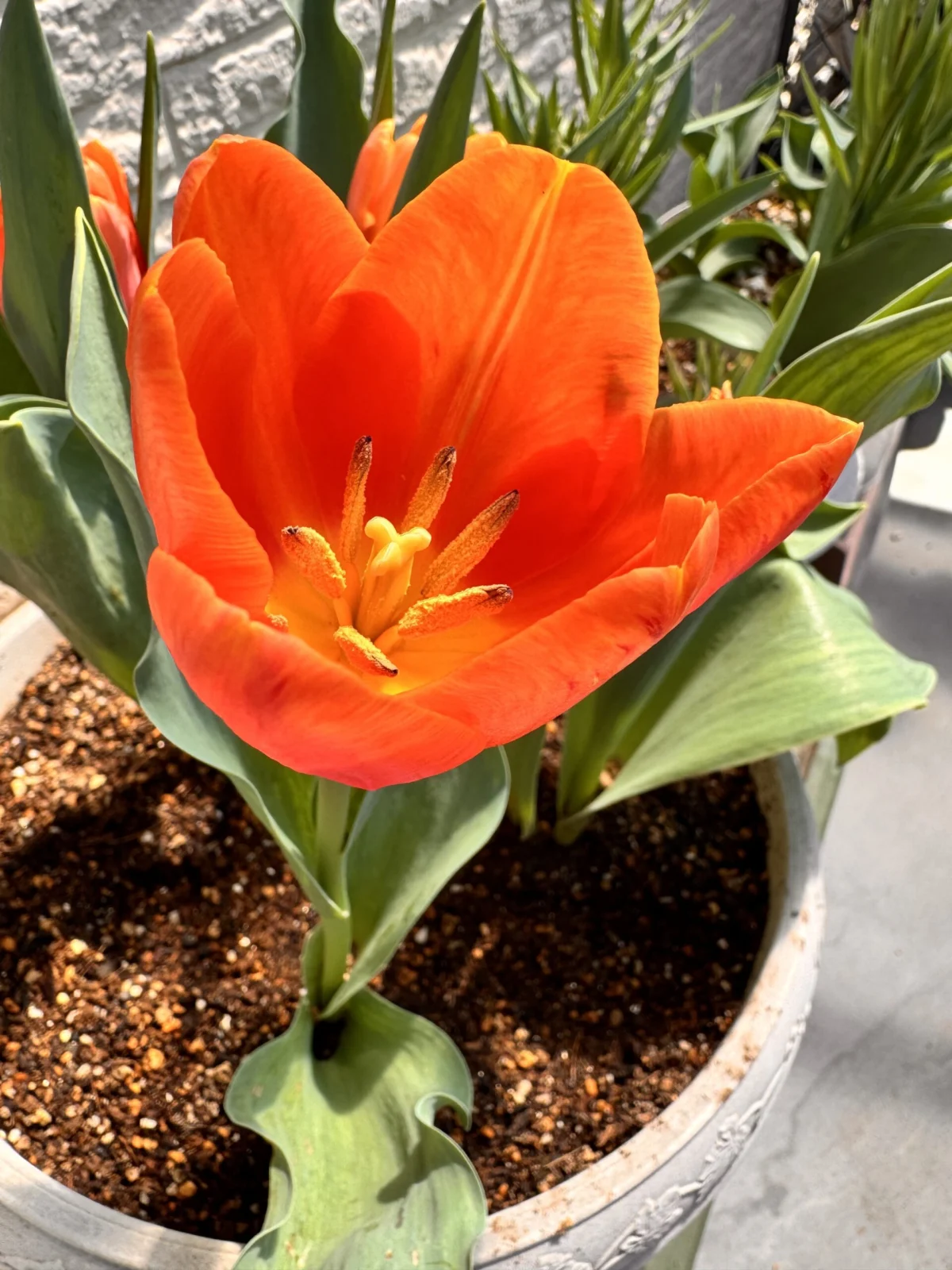 チューリップ　ベルビレ