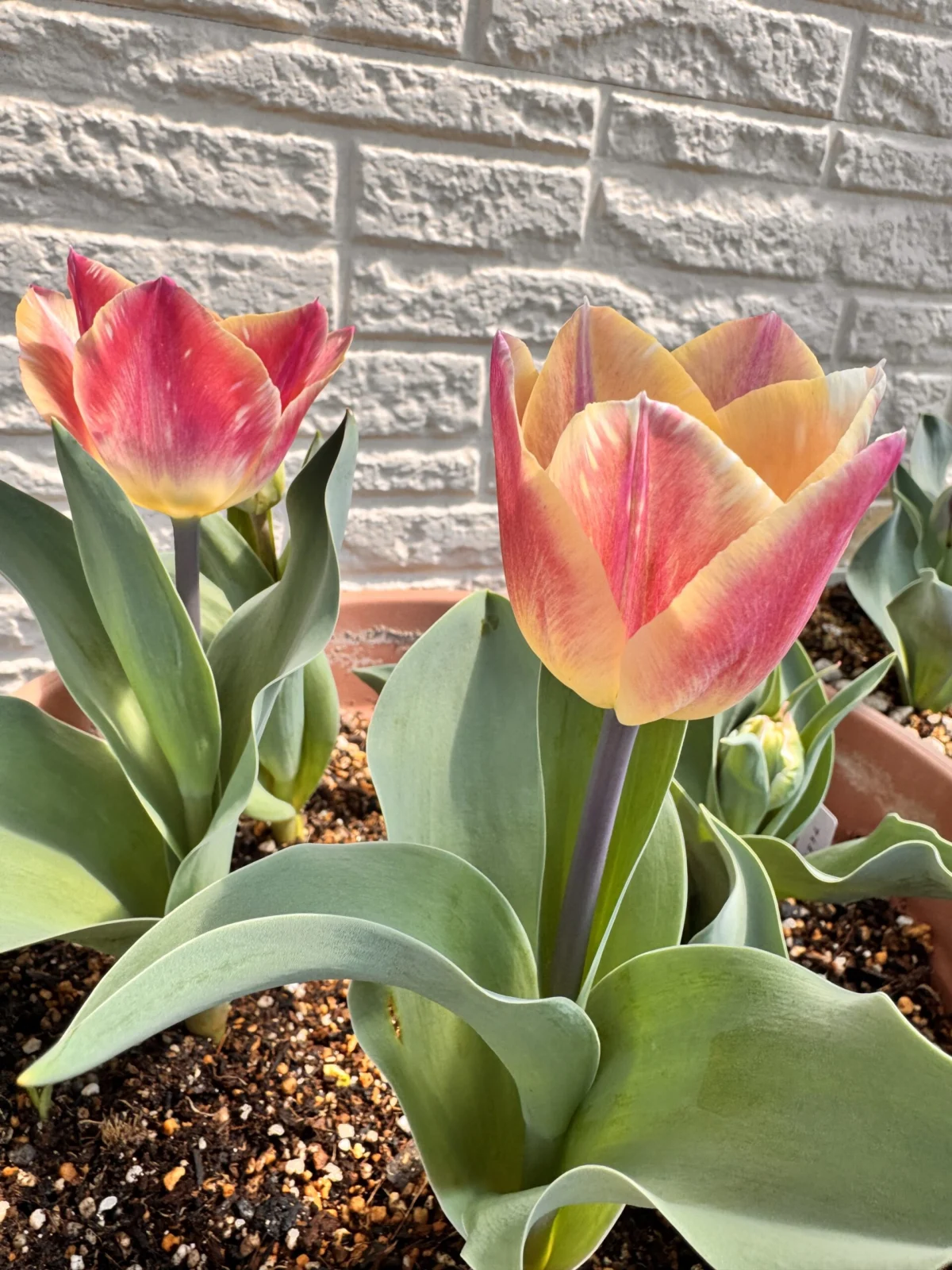 チューリップ　メルシー