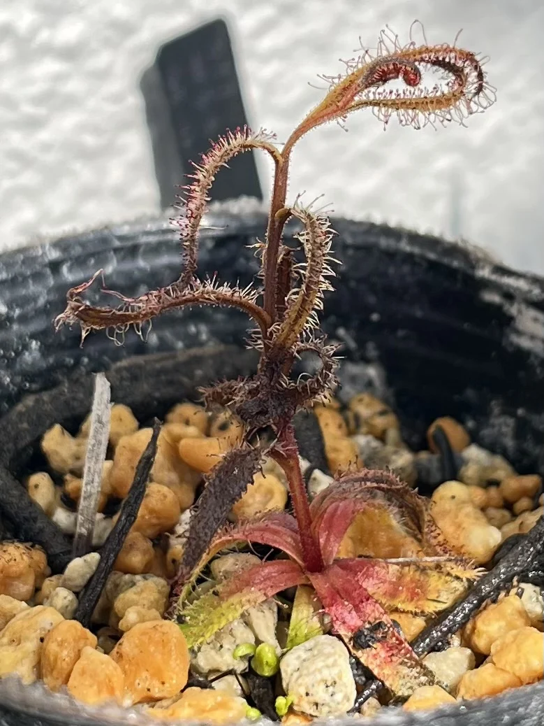食虫植物 塊根ドロセラ システィフロラ 凍傷 ドロセラ