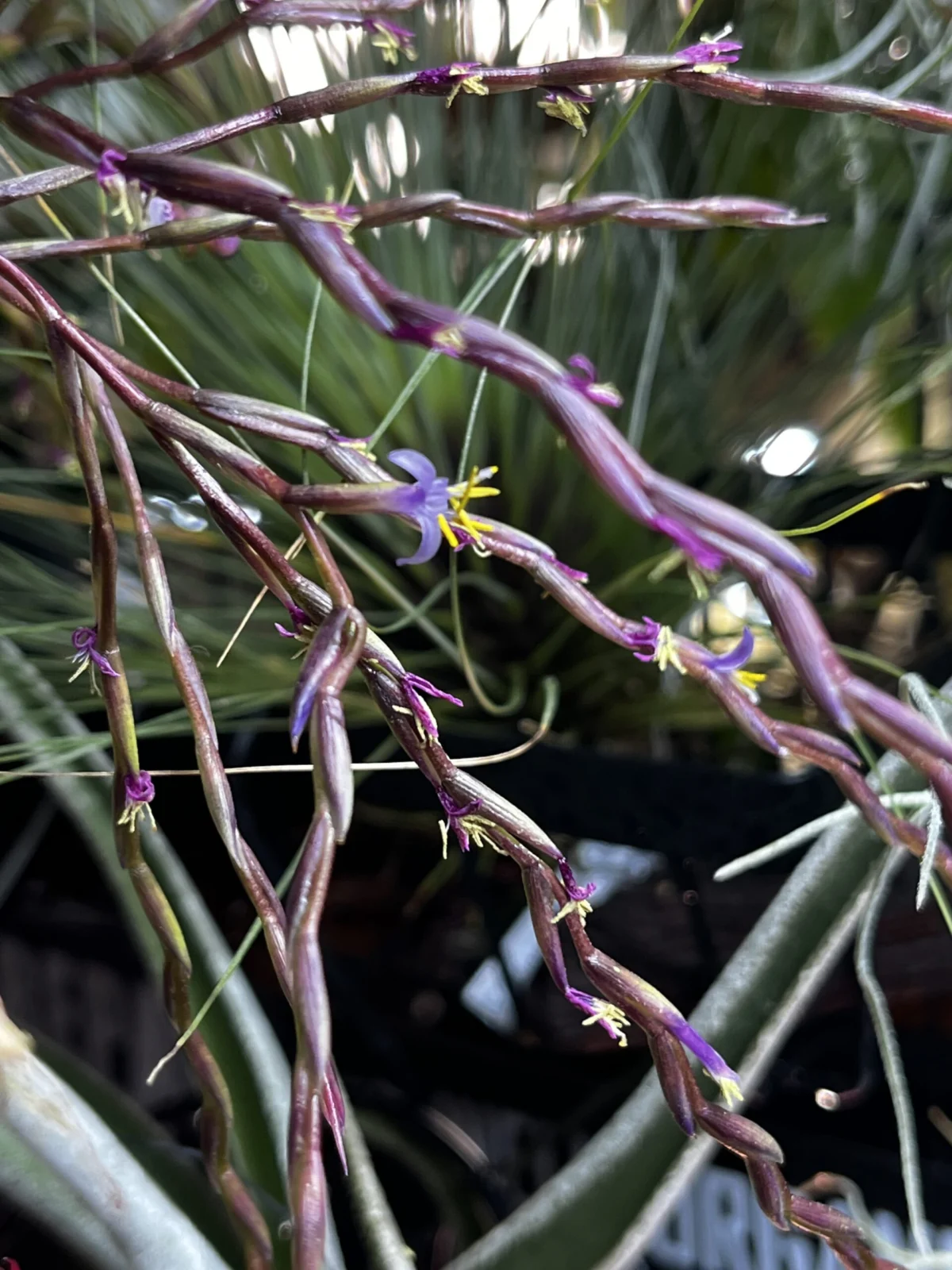 ティランジア　フィリフォリア　花