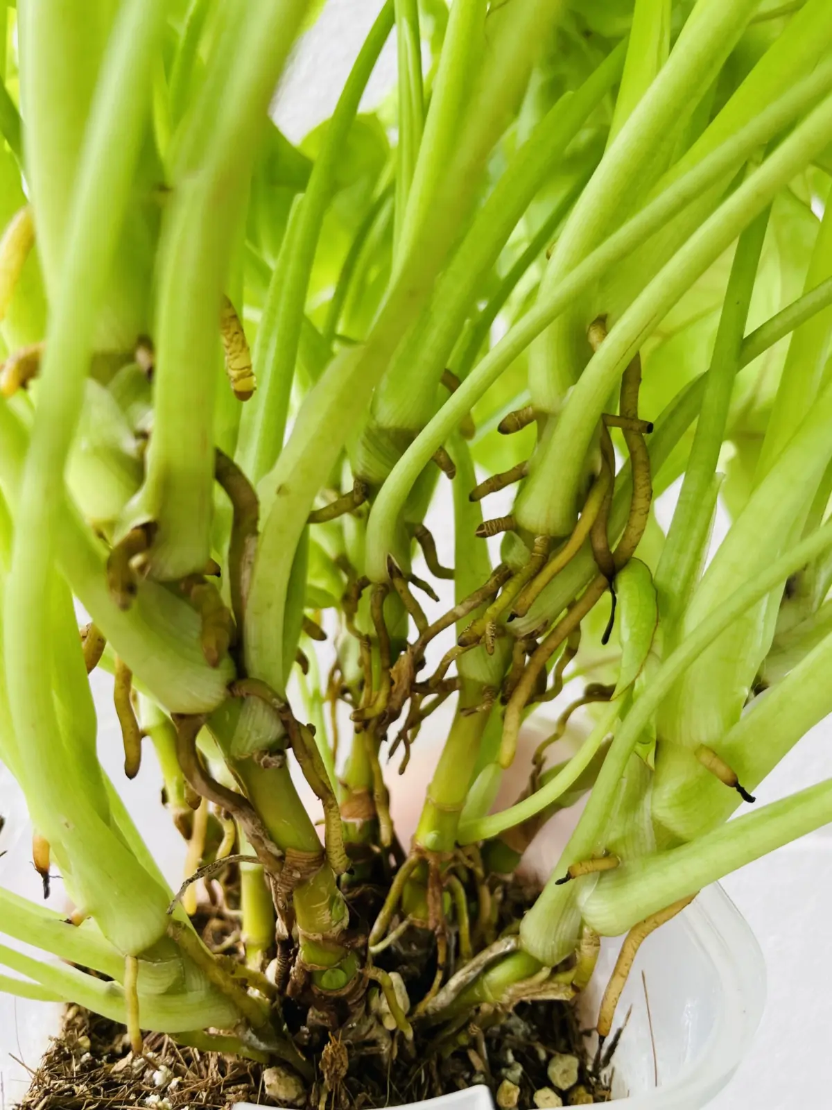 シンゴニウム　ダイソー　100均　気根