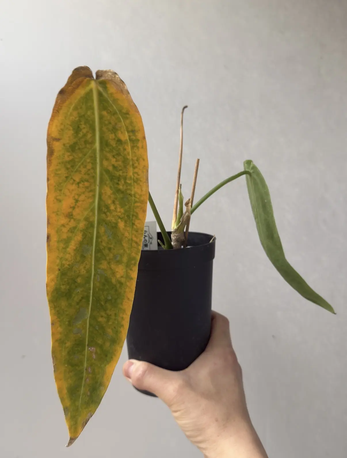 アンスリウム ワロクアナム