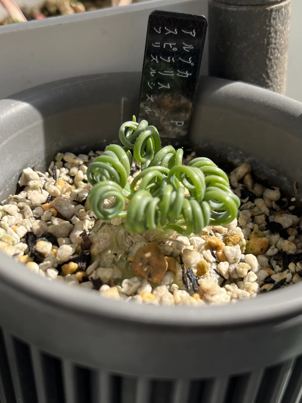 ケープバルブ　アルブカ　スピラリス　フリズルシズル