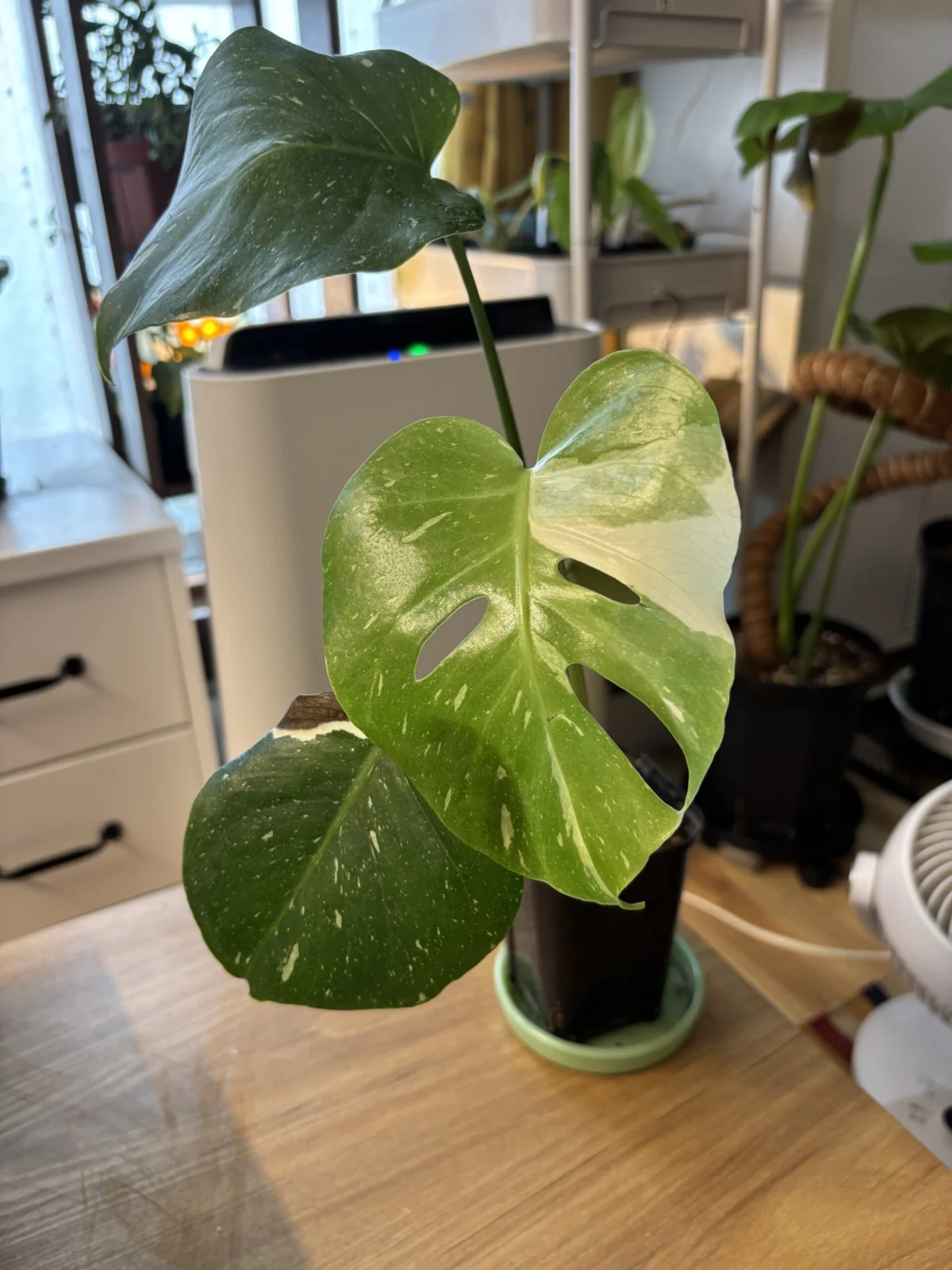 モンステラ 斑入り