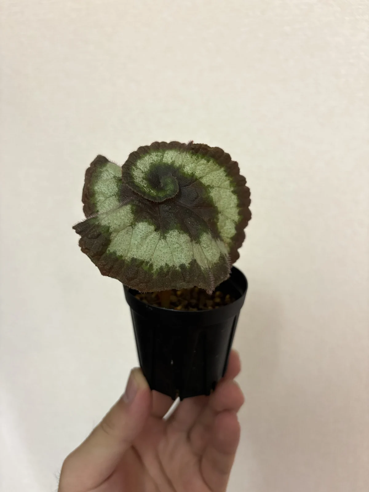 ベゴニア　エスカルゴ