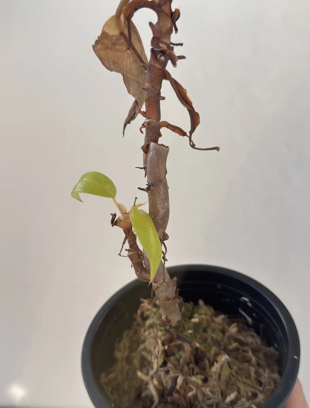 フィロデンドロン 柿色プリンセス