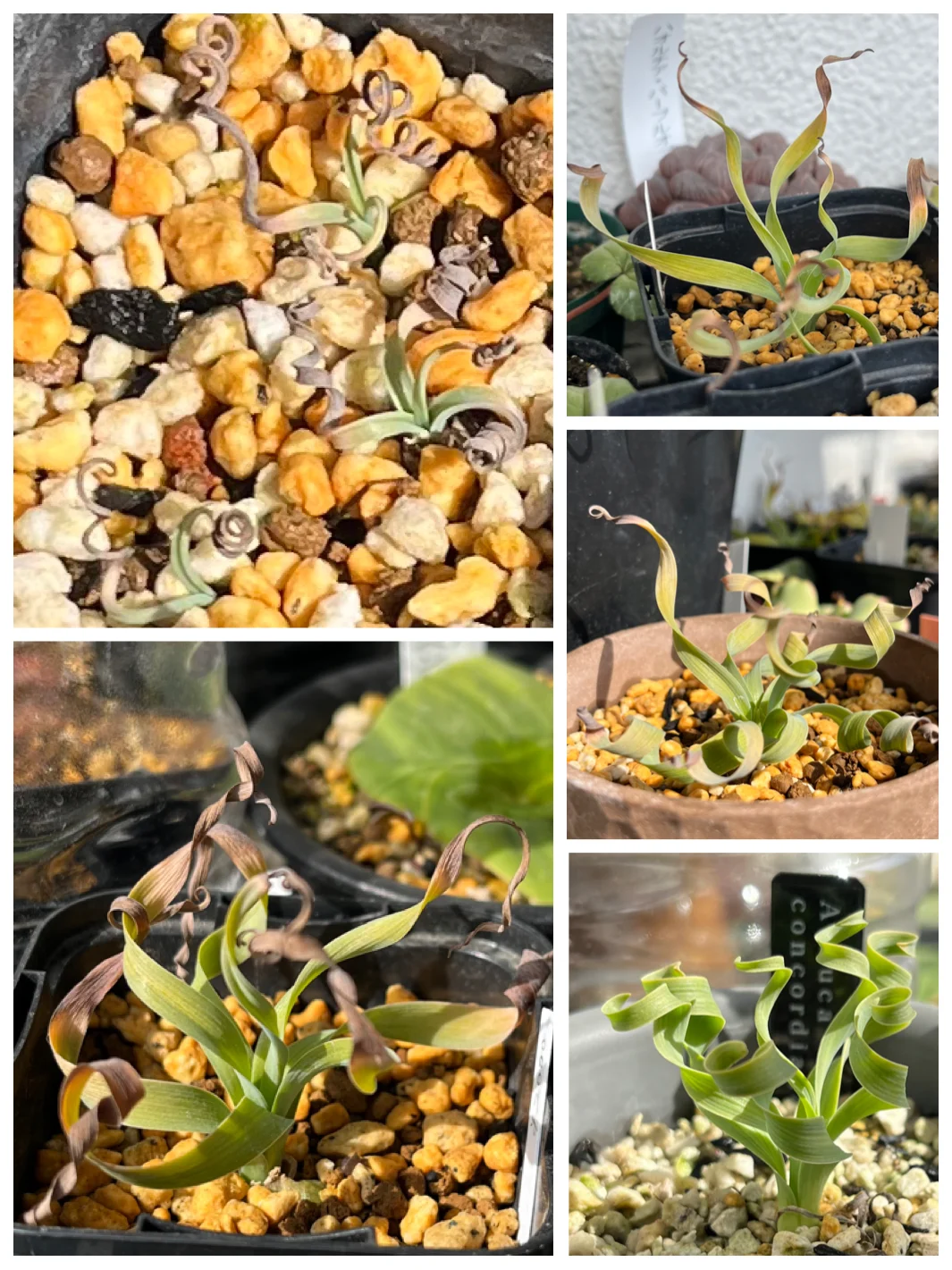 ケープバルブ アルブカ コンコルディアナ