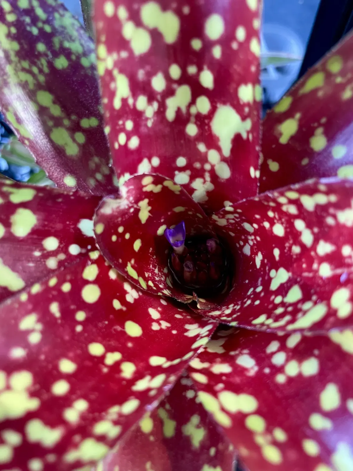 ネオレゲリア　フルサークル　花