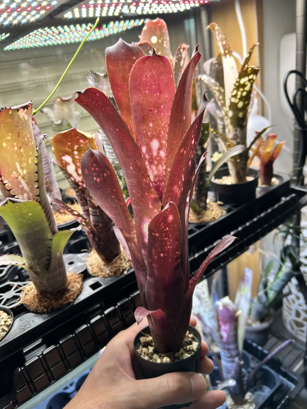 ビルベルギア　ハレルヤ