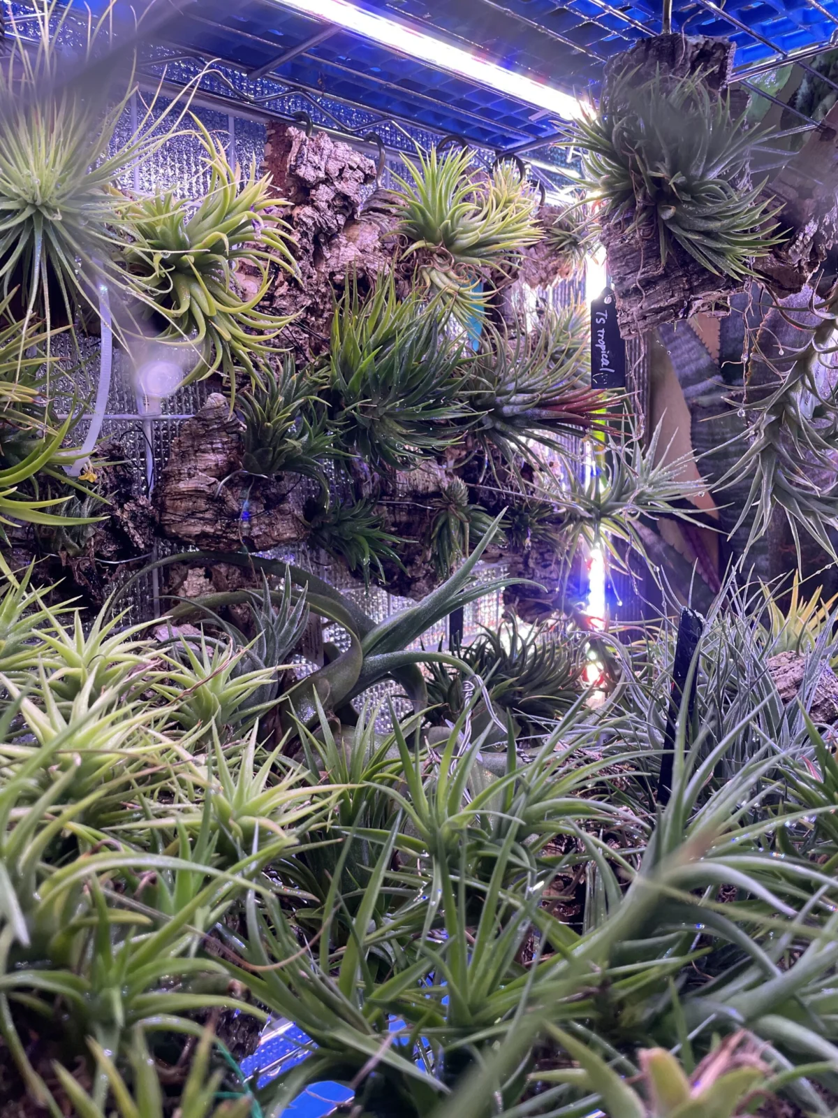 ティランジア　冬越し管理