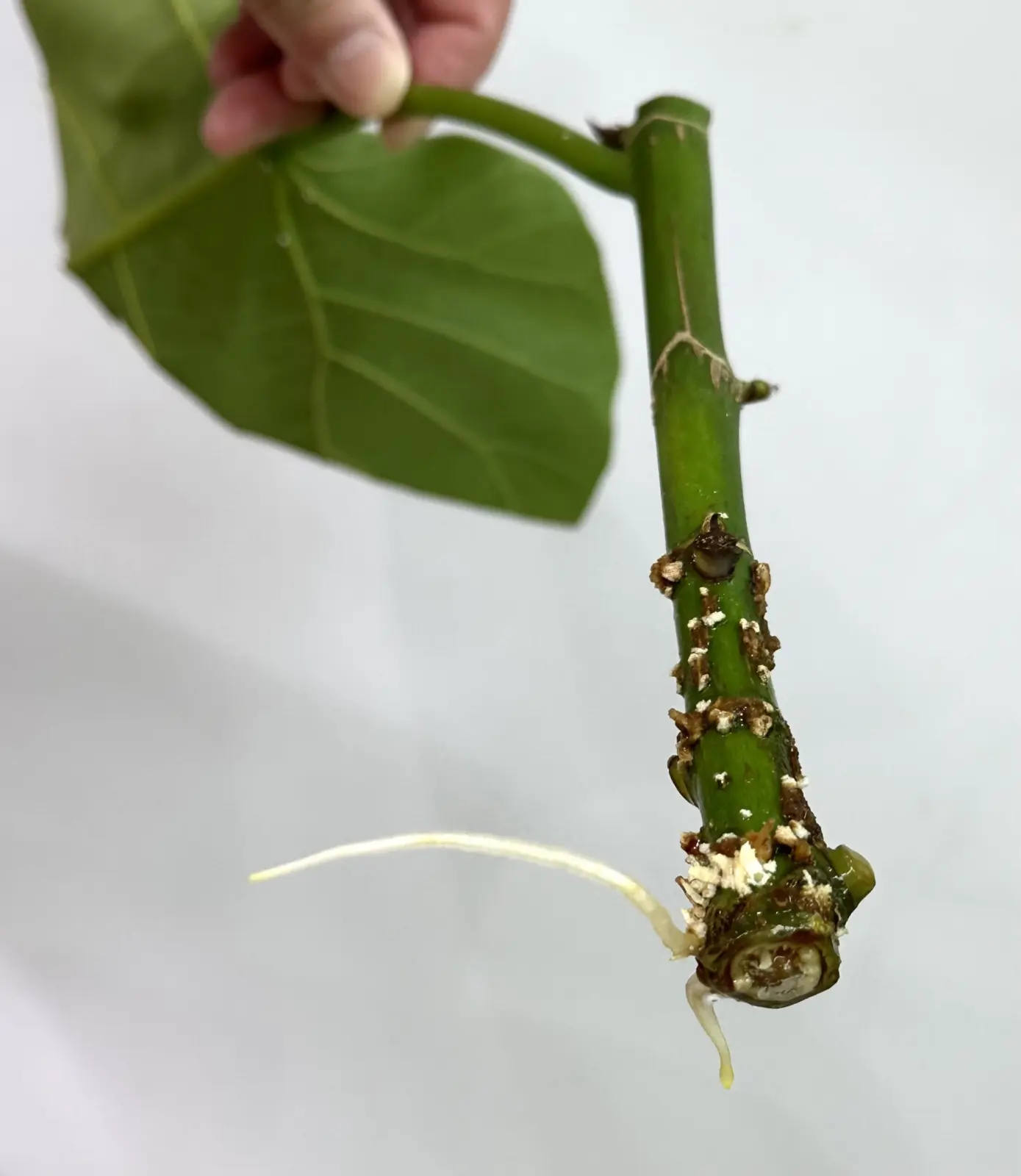 フィカス　ウンベラータ　水差し