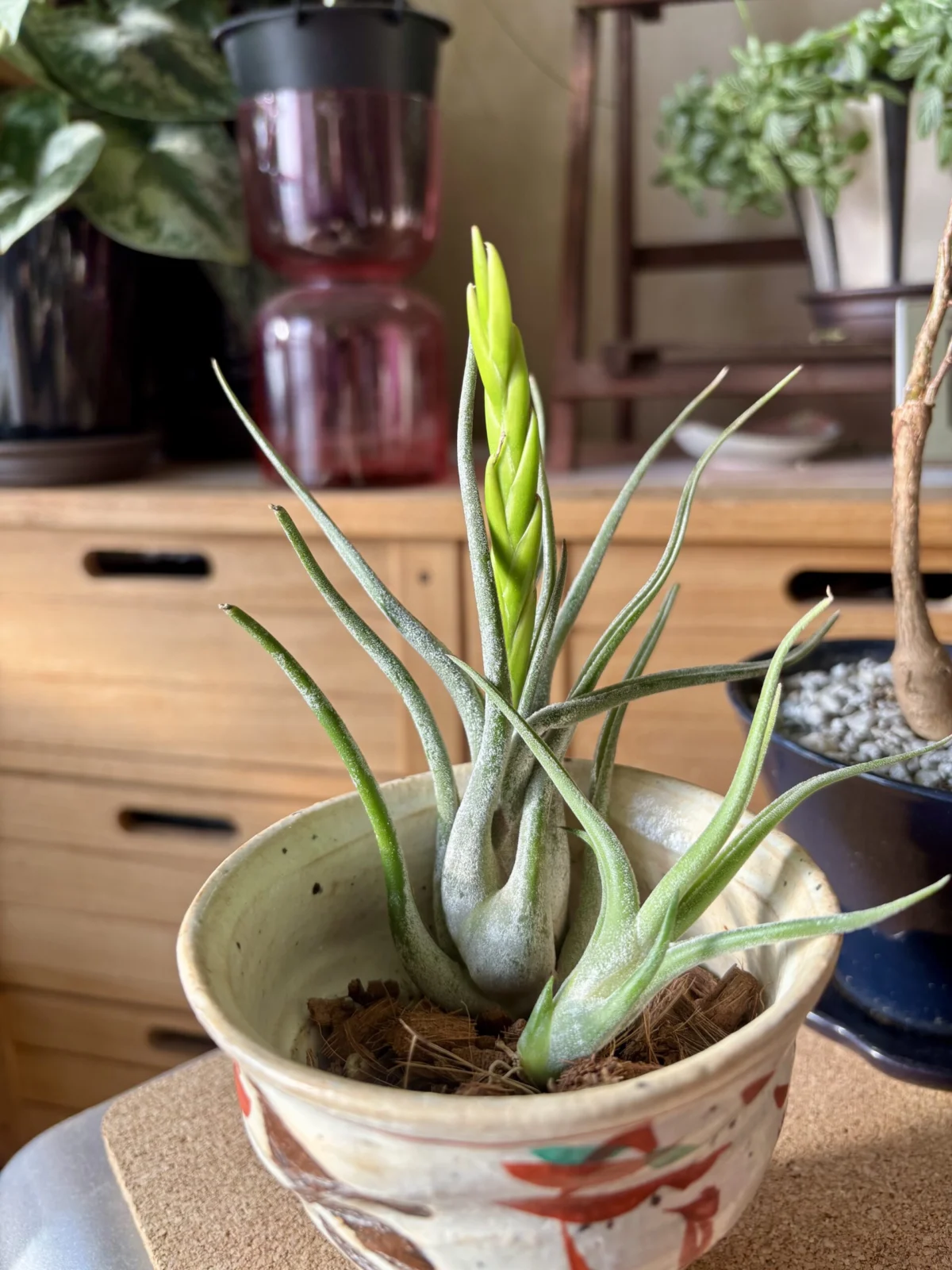 ティランジア/カプトメドゥーサエ　花不発？