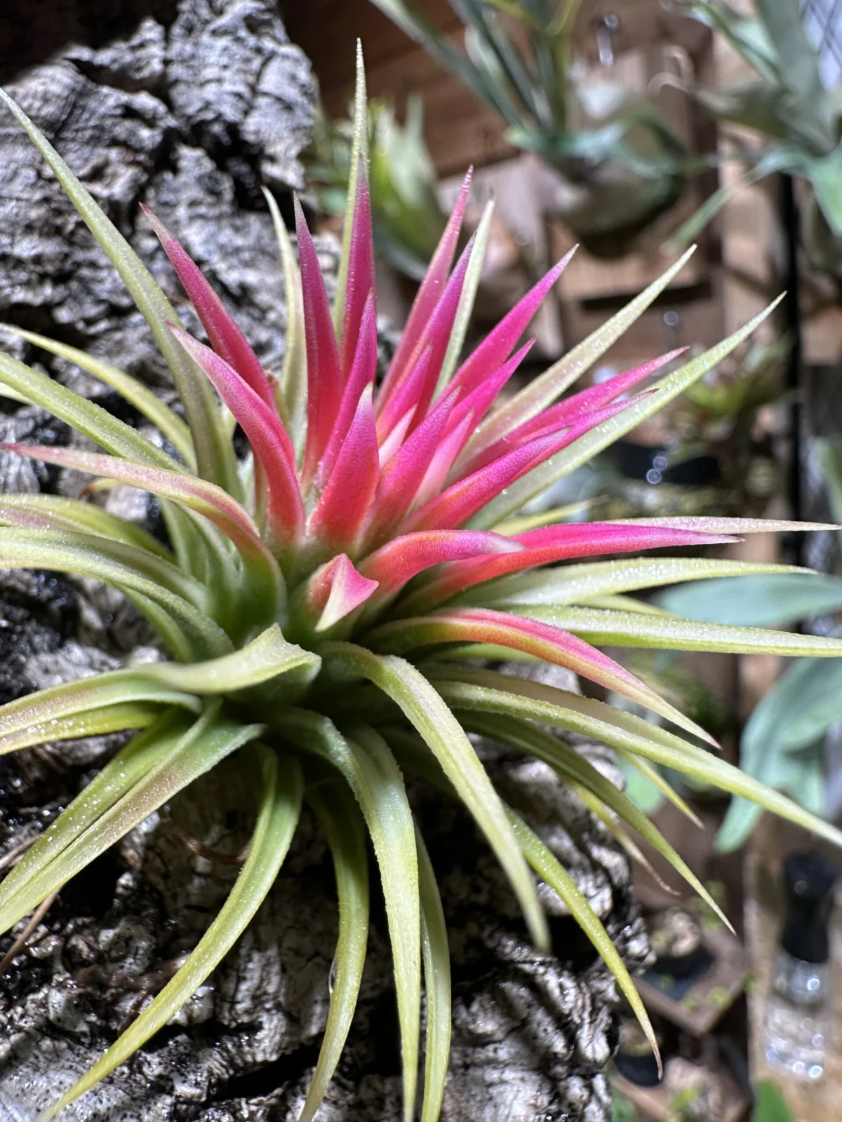 ティランジア　イオナンタ　アルボマルギナータ