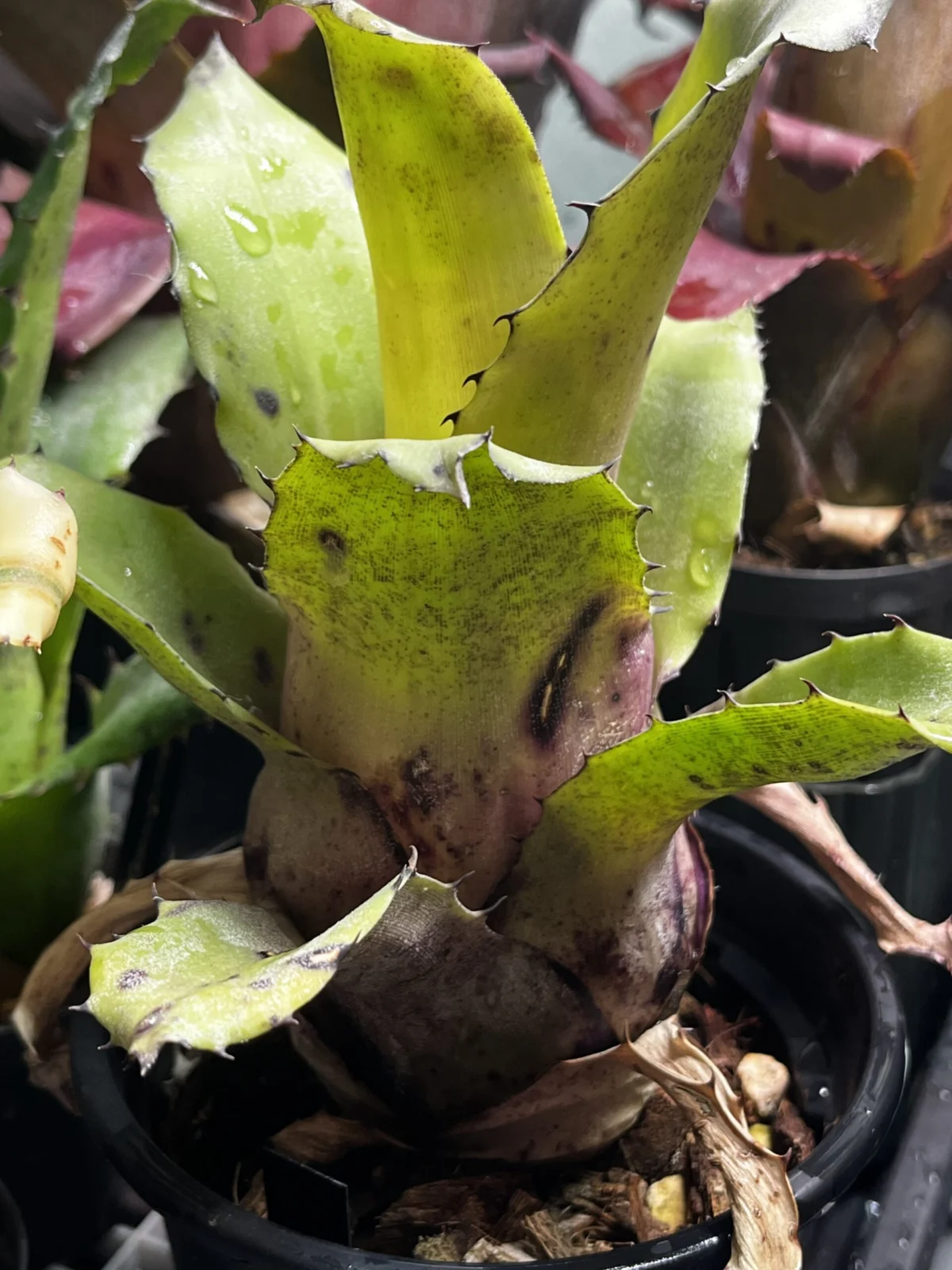 ホヘンベルギア レオポルドホルスティ x ホヘンベルギア ベスティタ