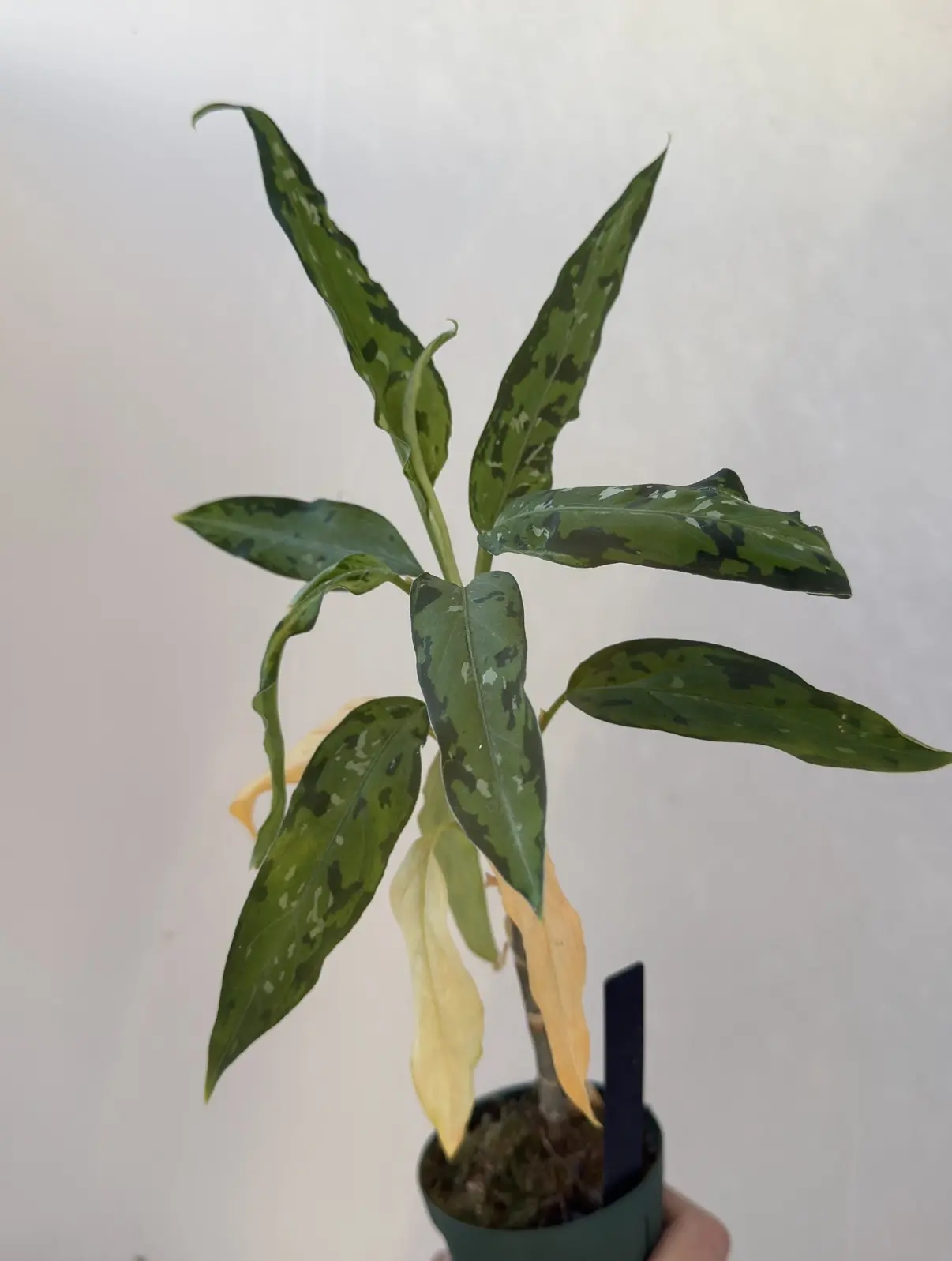 アグラオネマ ピクタム 細葉