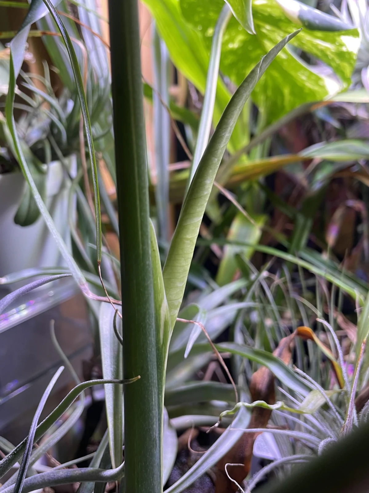 モンステラ　デリシオーサ　タイコンステレーション