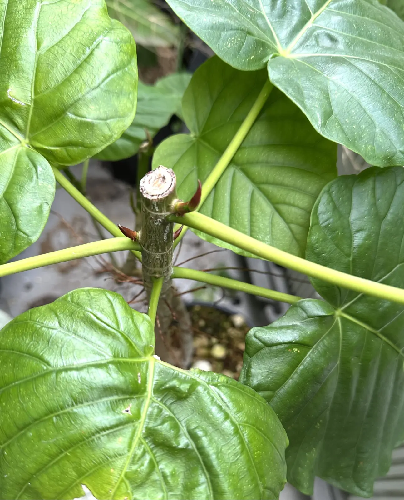 フィカス　ウンベラータ　強剪定後