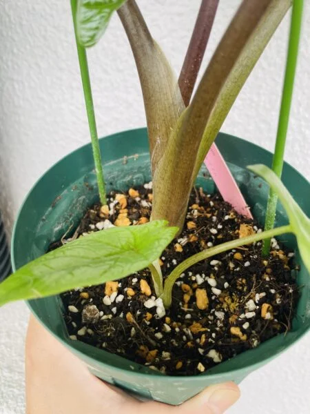 アロカシア　スカルプラム　子株　子芋