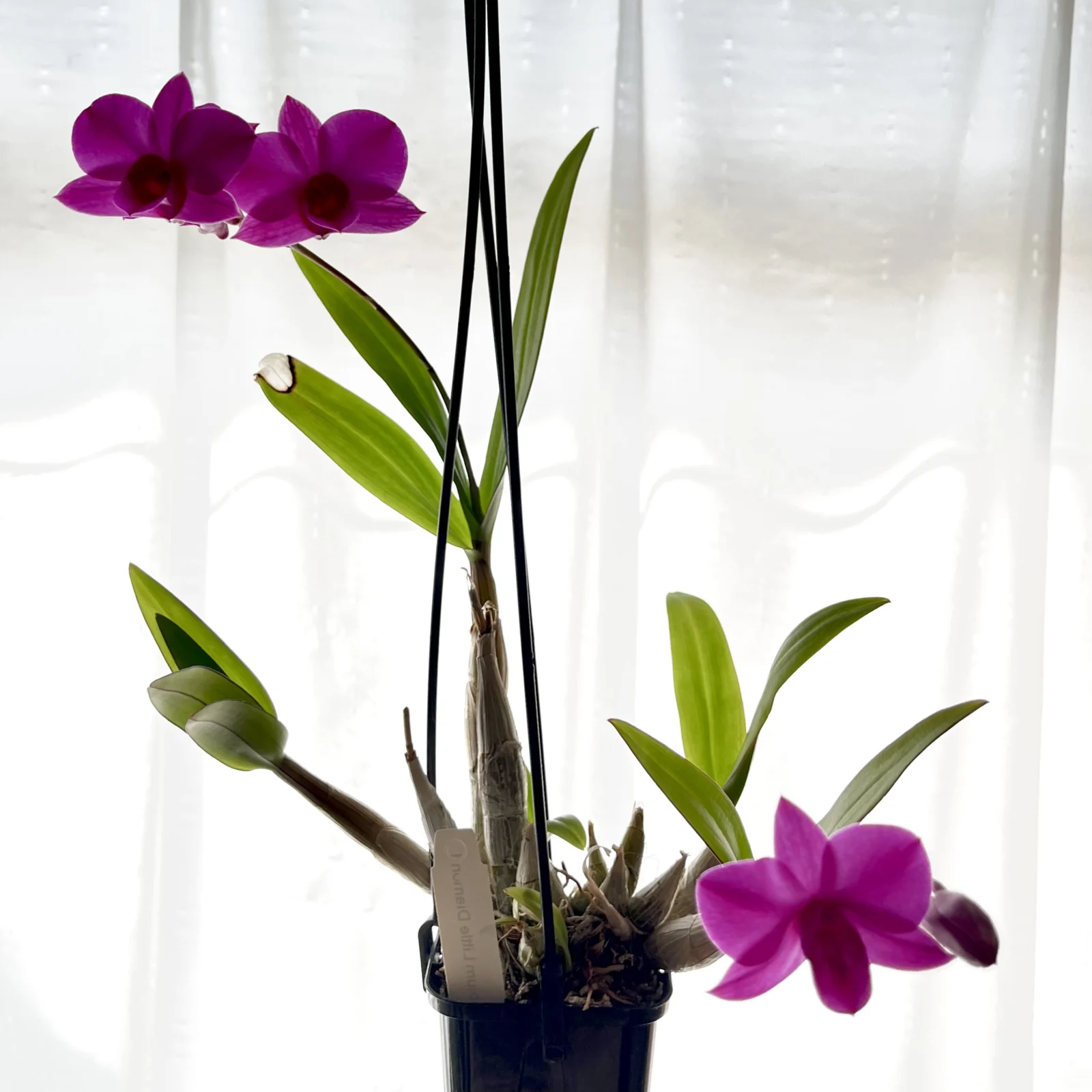 洋蘭　デンドロビウム　リトルダイヤモンド　花