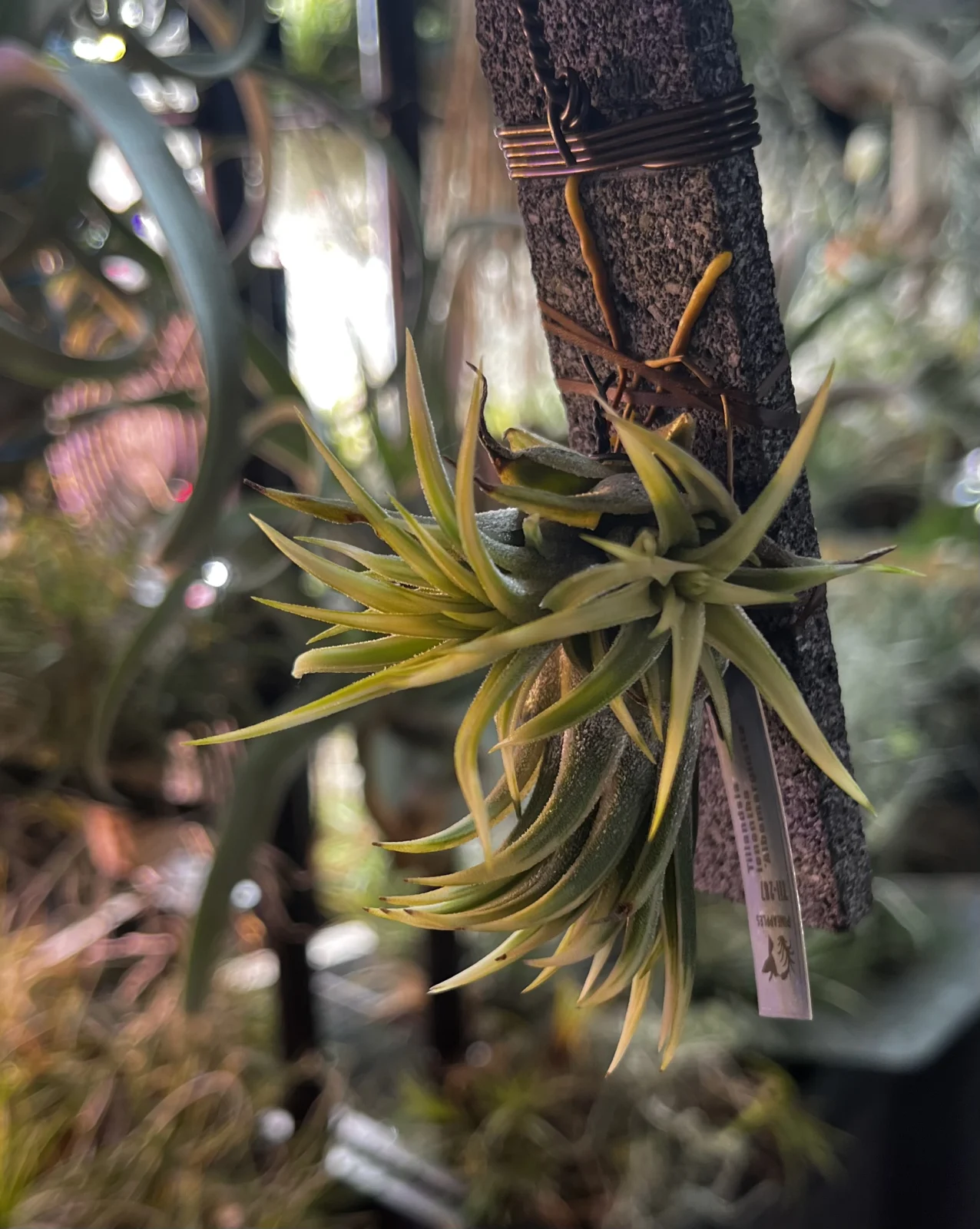 イオナンタ アルボナルギナータ