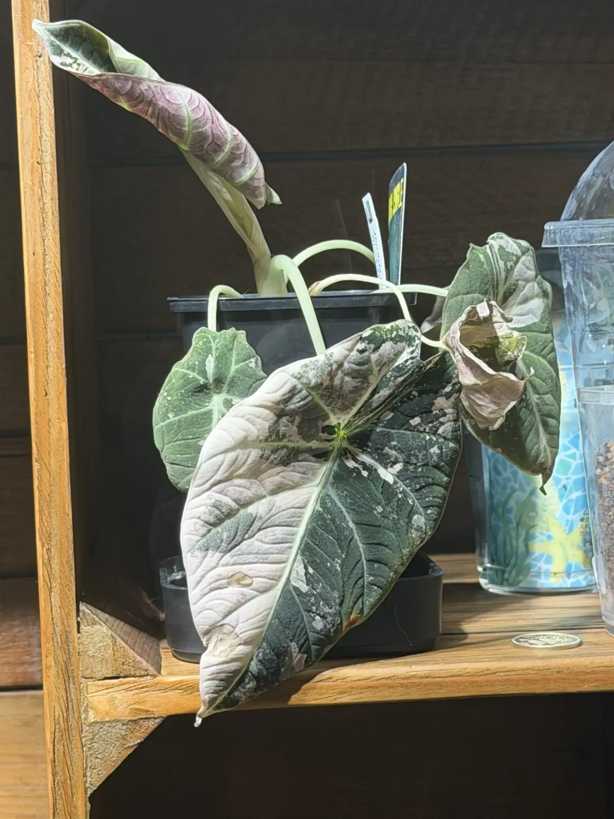 アロカシア ブラックベルベット バリエガータ